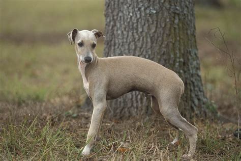 levrette chien|Petit lévrier italien : caractère, soins, adoption .